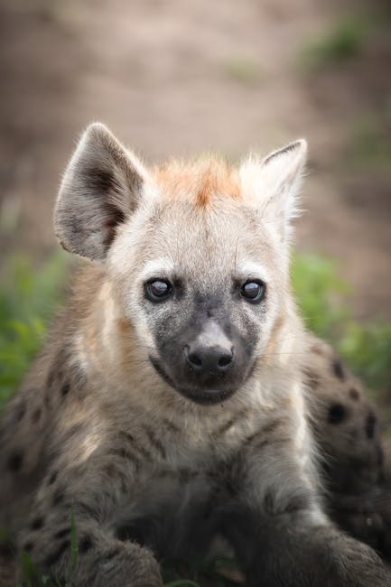 Out of Africa Wildlife Park Arizona