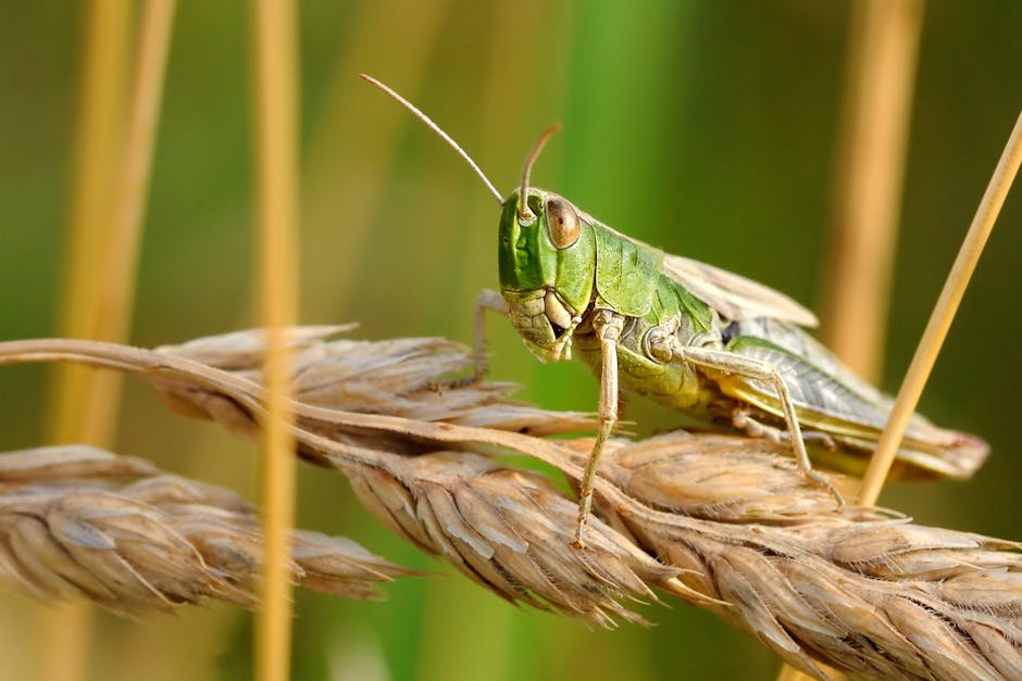 Grasshopper Point Arizona