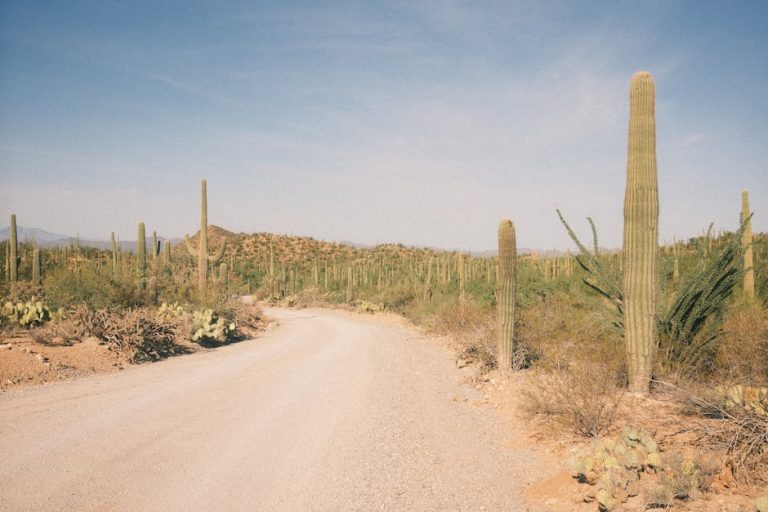 Saguaro National Park Arizona Guide
