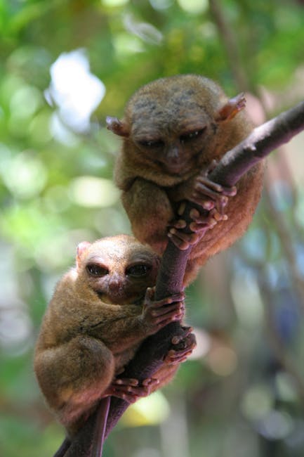 Best Things To Do in Bohol Philippines