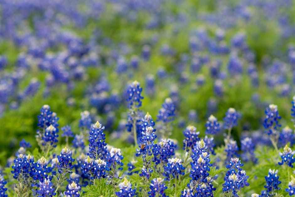 Palo Duro Canyon Texas Guide